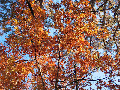 My Places: Potomac Overlook Park, Arlington, Virginia