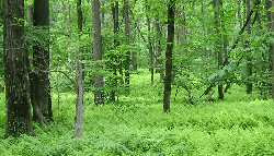 Laurel Highlands Ultra