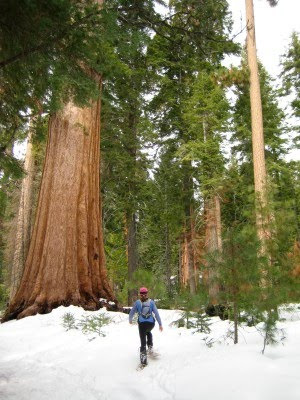 Sequoias snowshoe