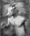 2009 Speedgoat 50k – Meltzer and Mason’s Mad Marvel