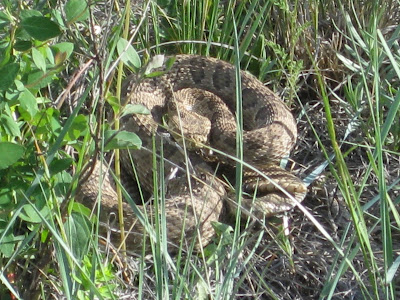 iRunFar Summer Road Trip #2 – Onwards and Upwards