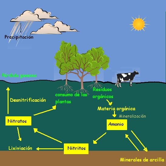 Diagrama Del Ciclo Del Nitrogeno