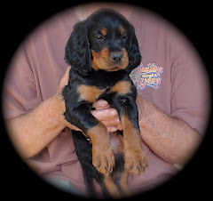 Gordon Setter Puppy at 6 Wks. Old