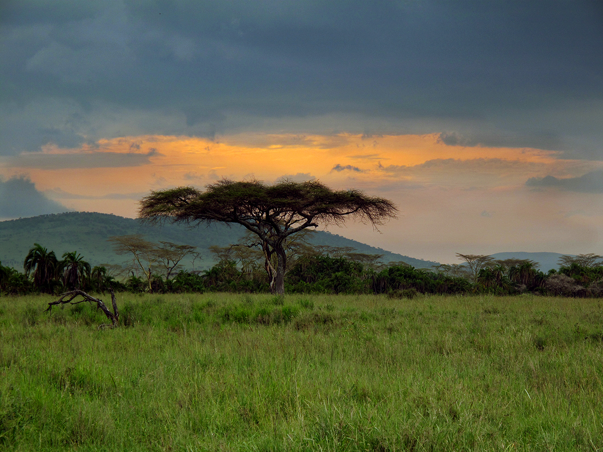 Острова юго восточной африки. Саванна Серенгети Танзания. Гвинейская лесосаванна. Саванна Конго. Ландшафт Серенгети.