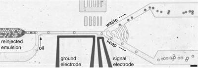 [microfluidsorting6fold.jpg]