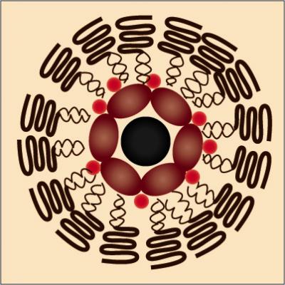 [lipidcomboparticle.jpg]