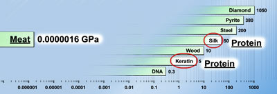 [Mod_graph_muscle.jpg]