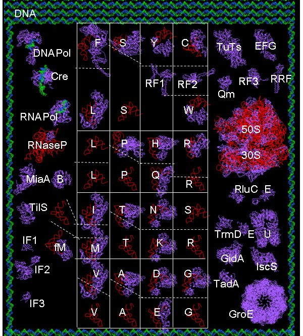 [ecoli_ribo_x600.jpg]