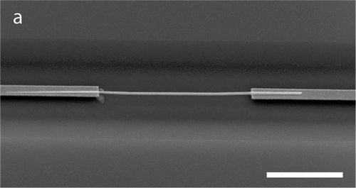 [dielectrophoresis.gif]