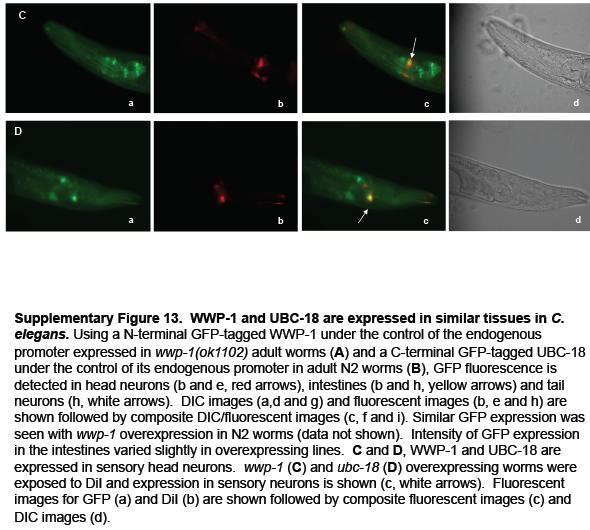[calrestrictenzyme.JPG]