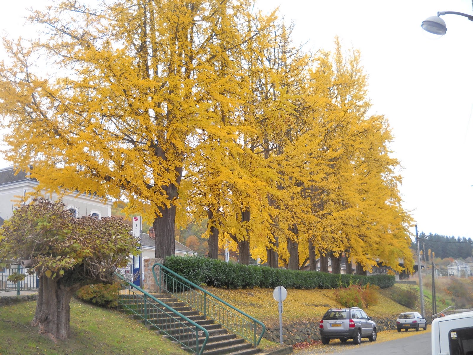 Ginkgo+and+st+sulpice+010.JPG