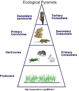 Biomagnification Pyramid