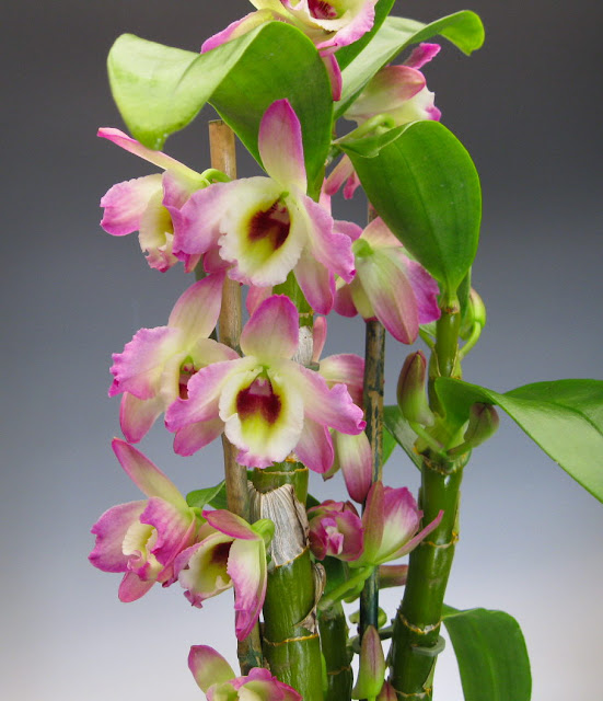 http://1.bp.blogspot.com/_VzabBSyjAnw/S8sec8XkXcI/AAAAAAAAAic/ZNCsUlPk_No/s1600/orchids_+026.JPG