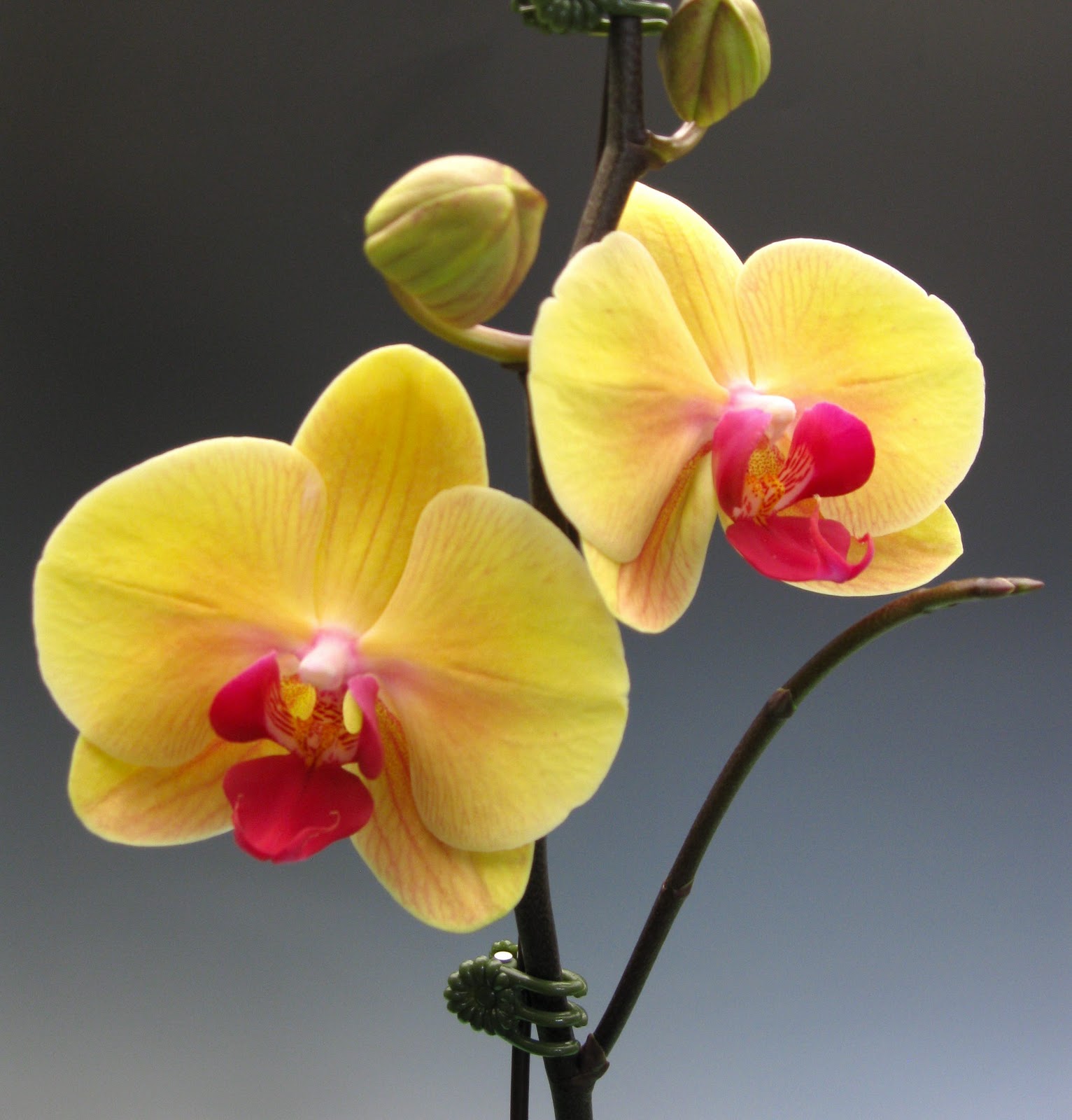 Красно желтая орхидея. Фаленопсис Вондерфул. Фаленопсис манго. Фаленопсис Agnes. Фаленопсис Орлеан.