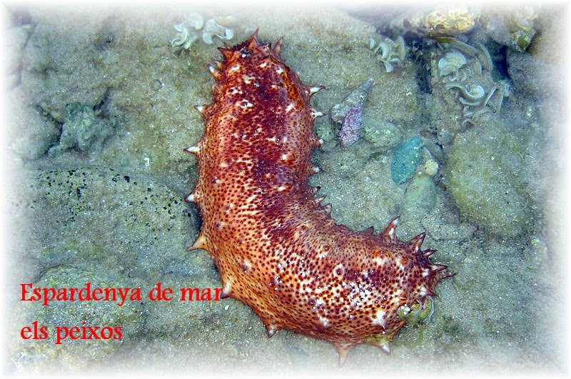 EL MILLOR PEIX Les Espardenyes de Mar
