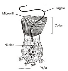 Coanocito | phylum Porifera