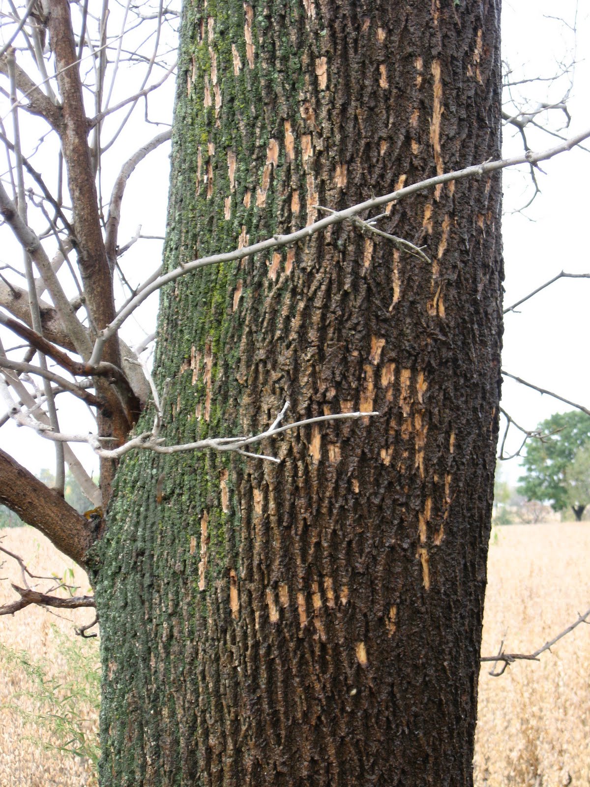 Summit Talk EAB woodpecker damage