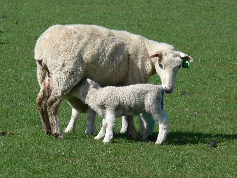 [Ewes+at+lamb+SM.jpg]