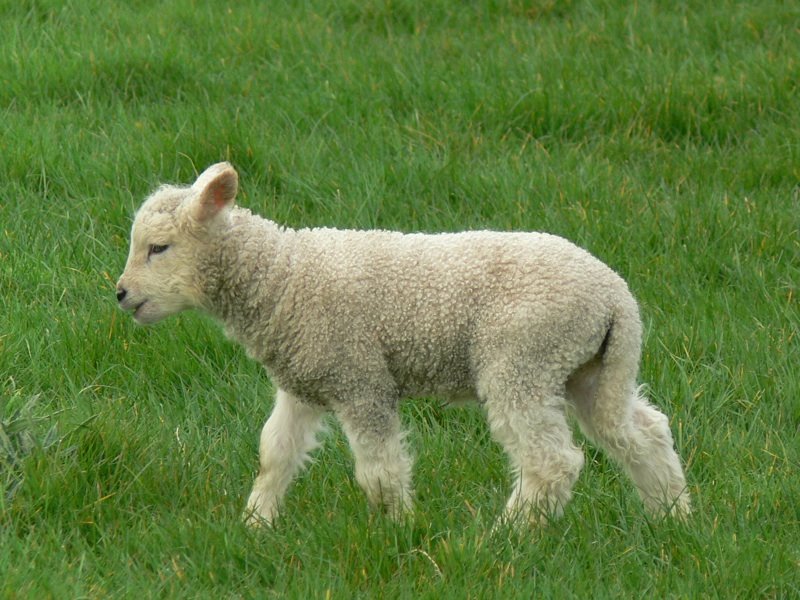 [Walking+lamb+SM.jpg]