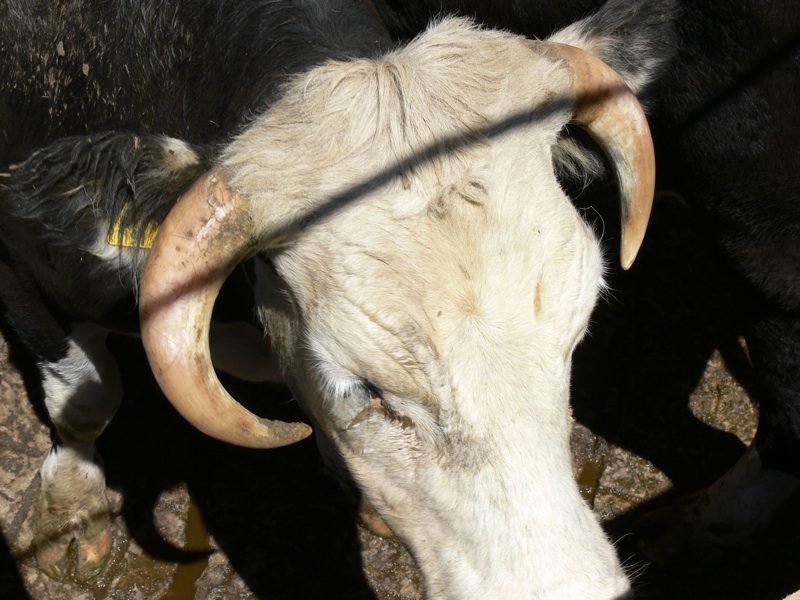 [Horn+into+head+SM.jpg]