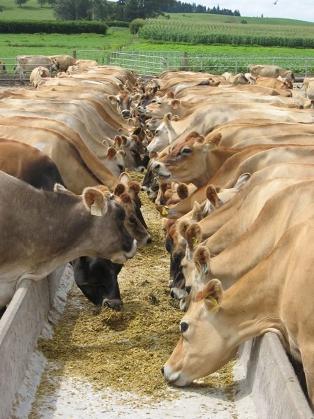 [Cows+eat+trough+SM.jpg]