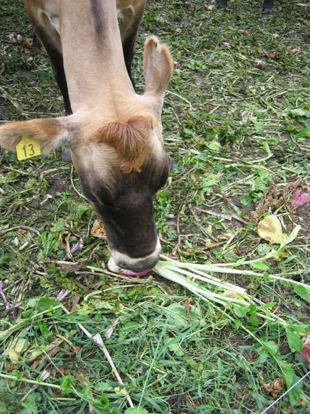[Cow+eat+turnip+SM.jpg]