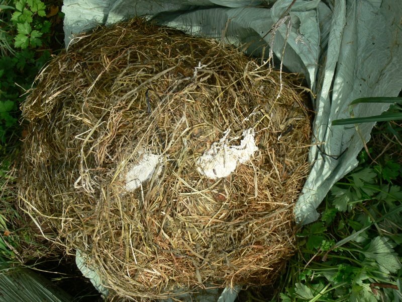 [Mould+silage+(SM).jpg]