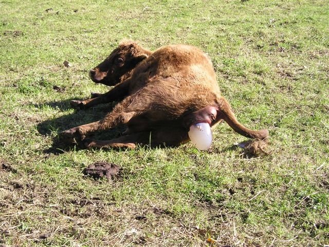 [Calving+cow.jpg]