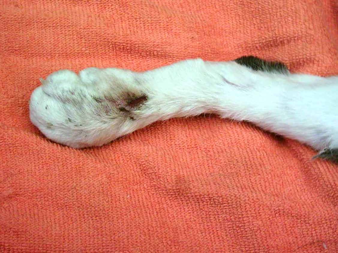 Spinal Cord Cats Feet...paws, legs, joints and being paralyzed 1...Boogars feet