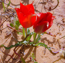 A desert tulip