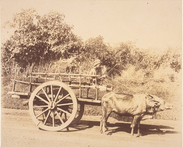 [Ox+cart+taking+stones+to+the+building+site.+(kankanadi)+1898-1906.jpg]