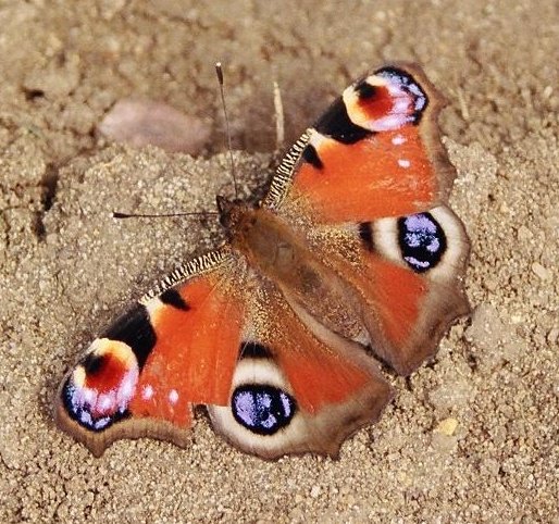[Basking+Peacock+Butterfly.jpg]