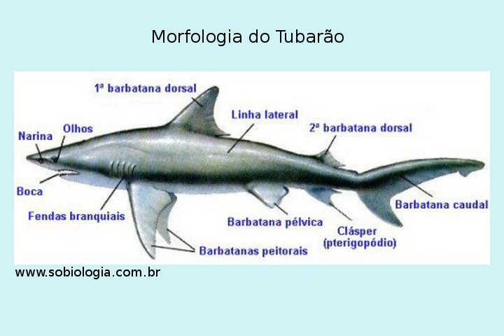 tubarao.jpg