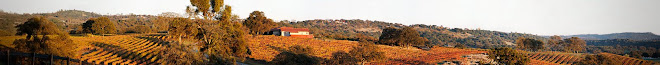 Vineyard View from the Ranch