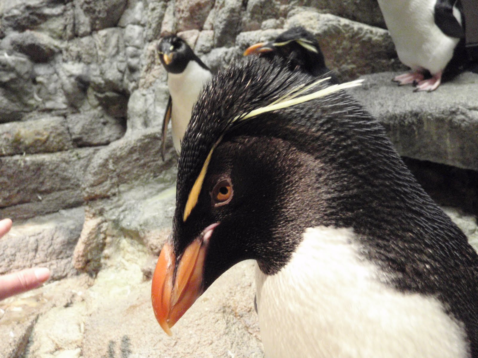 Southern Rockhopper Penguins. Хохлатый Пингвин. Золотоволосый Пингвин фото. Итальянский Пингвин. Какие красивые золотоволосые пингвины над глазами