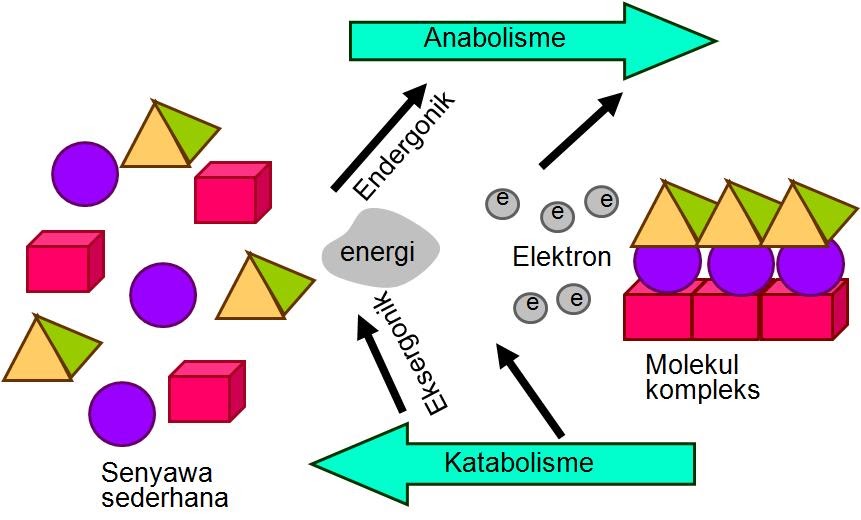 Materi Metabolisme Biologi