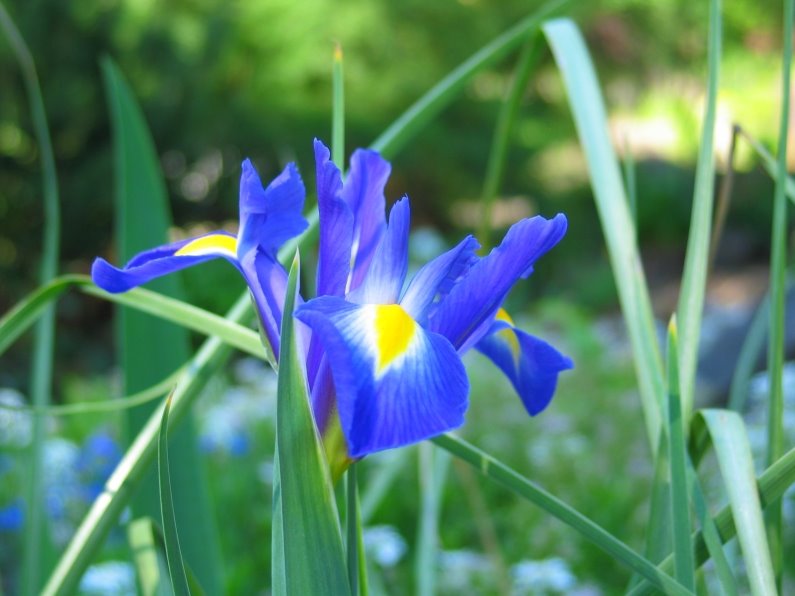 [Iris+reticulata.jpg]