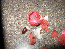 Lychee peel