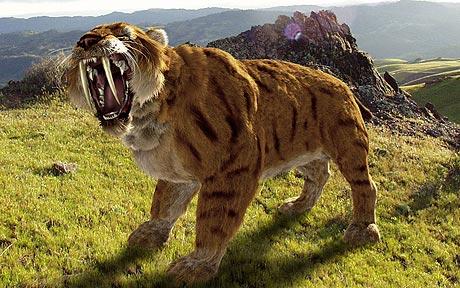 Smilodon ( Sabre-toothed Tiger)