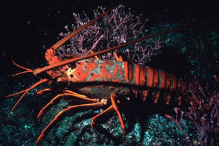 Lobster
