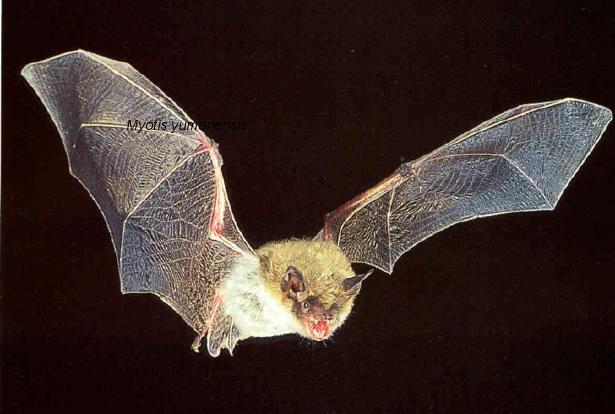 Bat Pictures 51