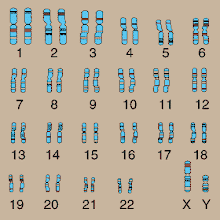 Chromosome Deletion Information