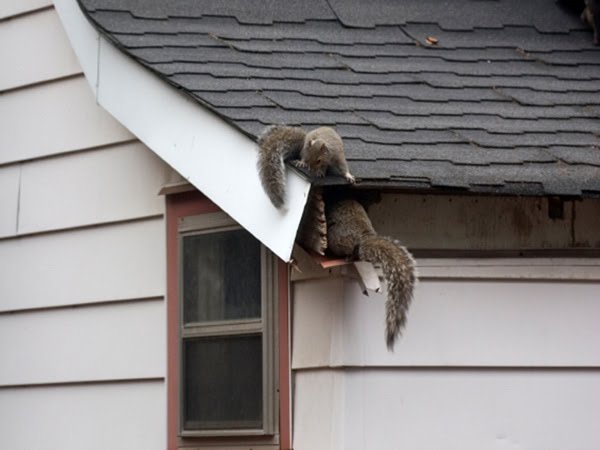 [squirrels_eaves_house.bmp]