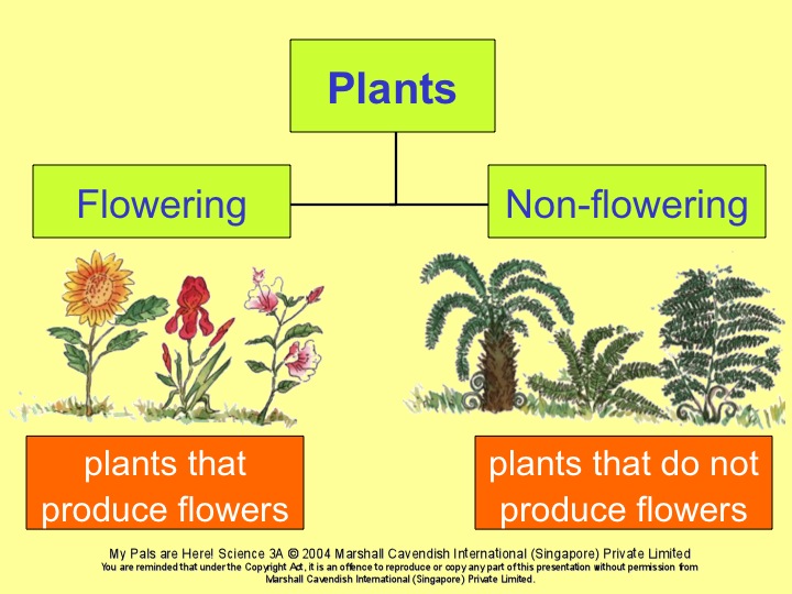 RV 2010 Studying Notes 2 Classification of Plants