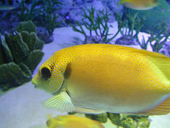 [fish.jpg]