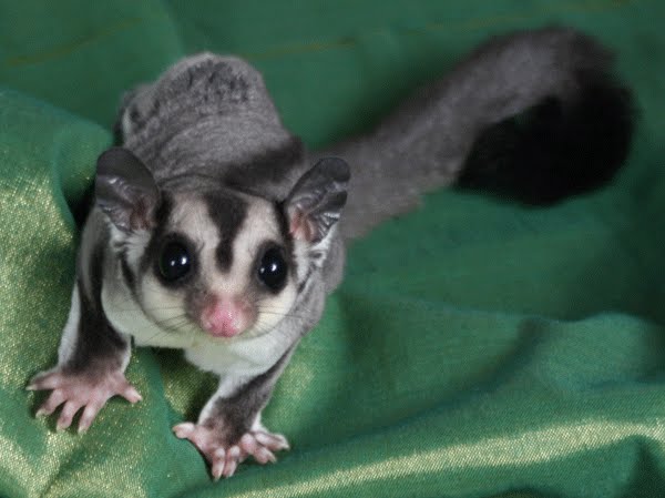 [sugar+glider.bmp]