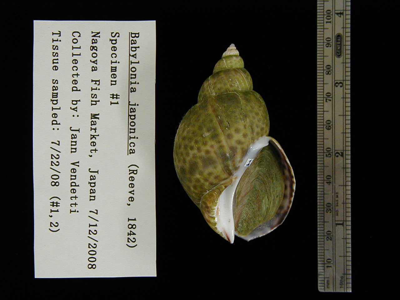 [image_specimen_1.JPG]