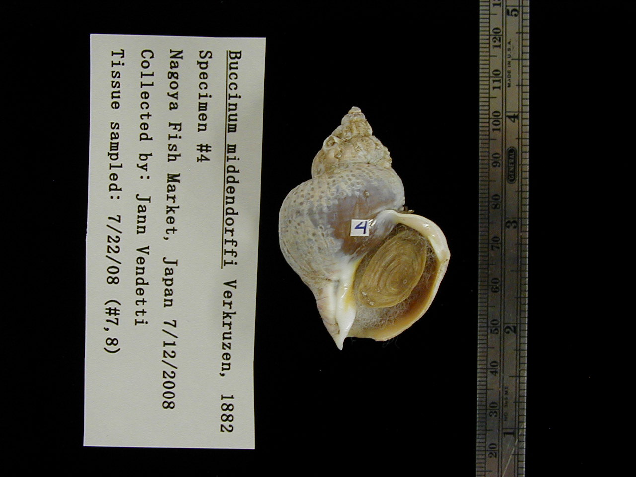 [image_specimen_4.JPG]