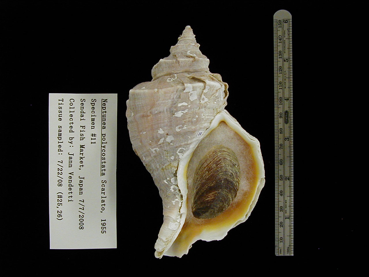 [image_specimen_11.JPG]