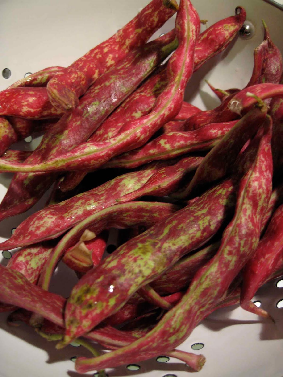 weird vegetables: Cranberry Beans (or Borlotti?)